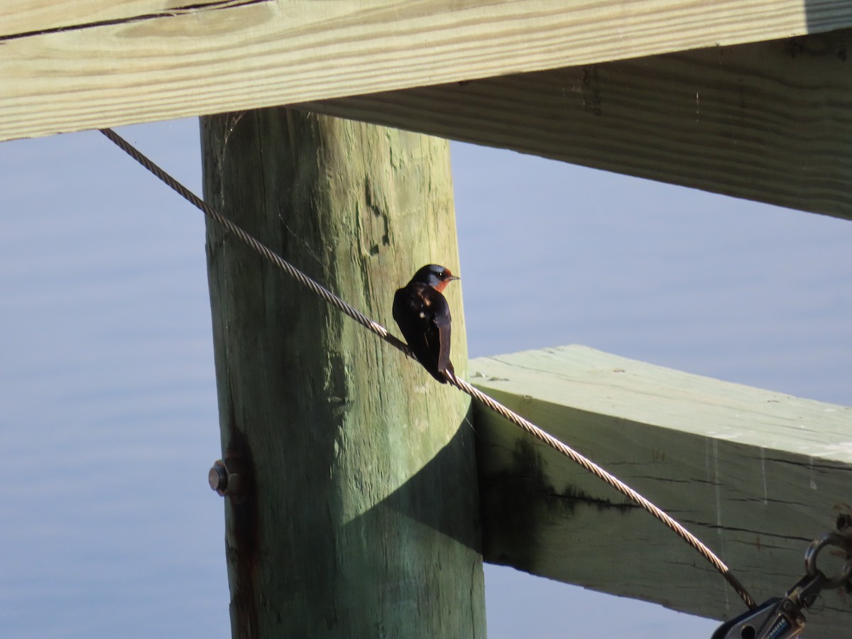 Barn Swallow - ML619887180