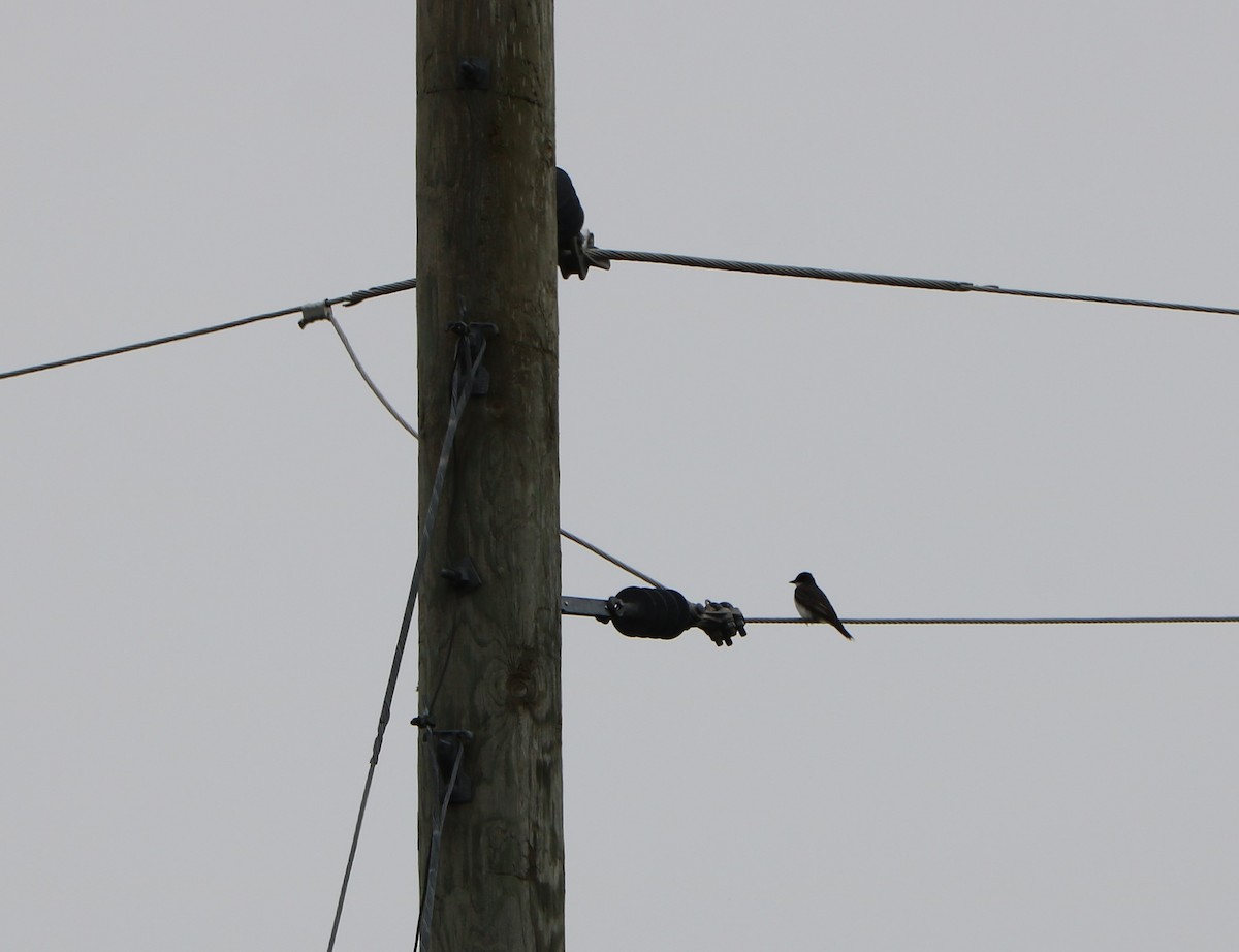 Eastern Kingbird - ML619887183