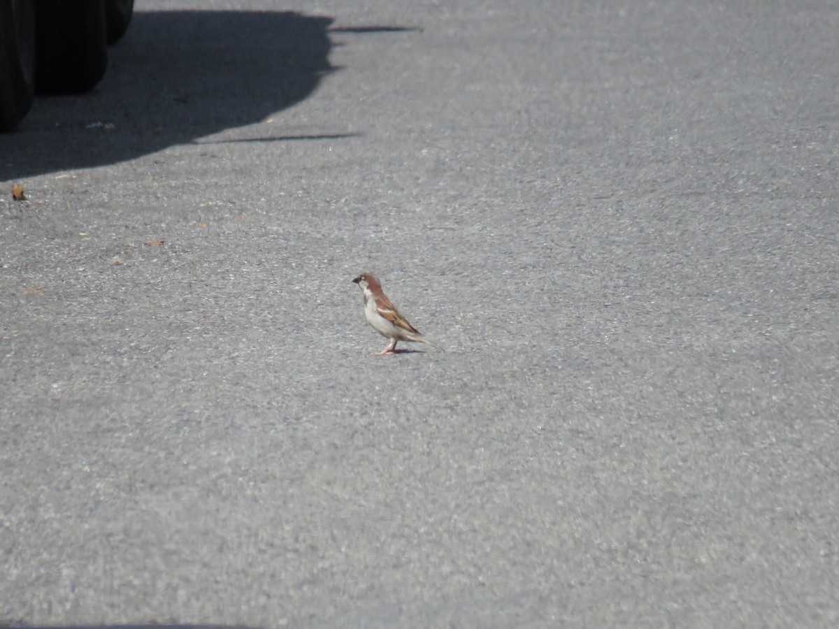 House Sparrow - ML619887203