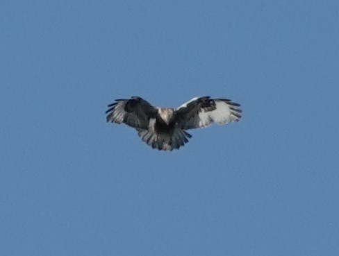 Rough-legged Hawk - ML619887210