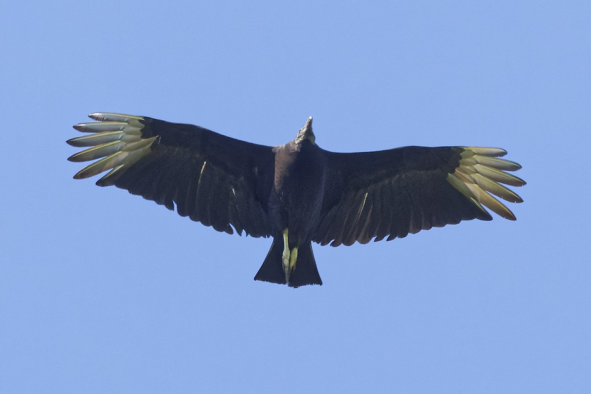 Black Vulture - ML619887211