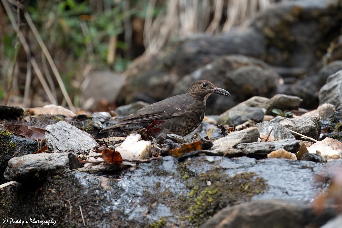 Dark-sided Flycatcher - ML619887218