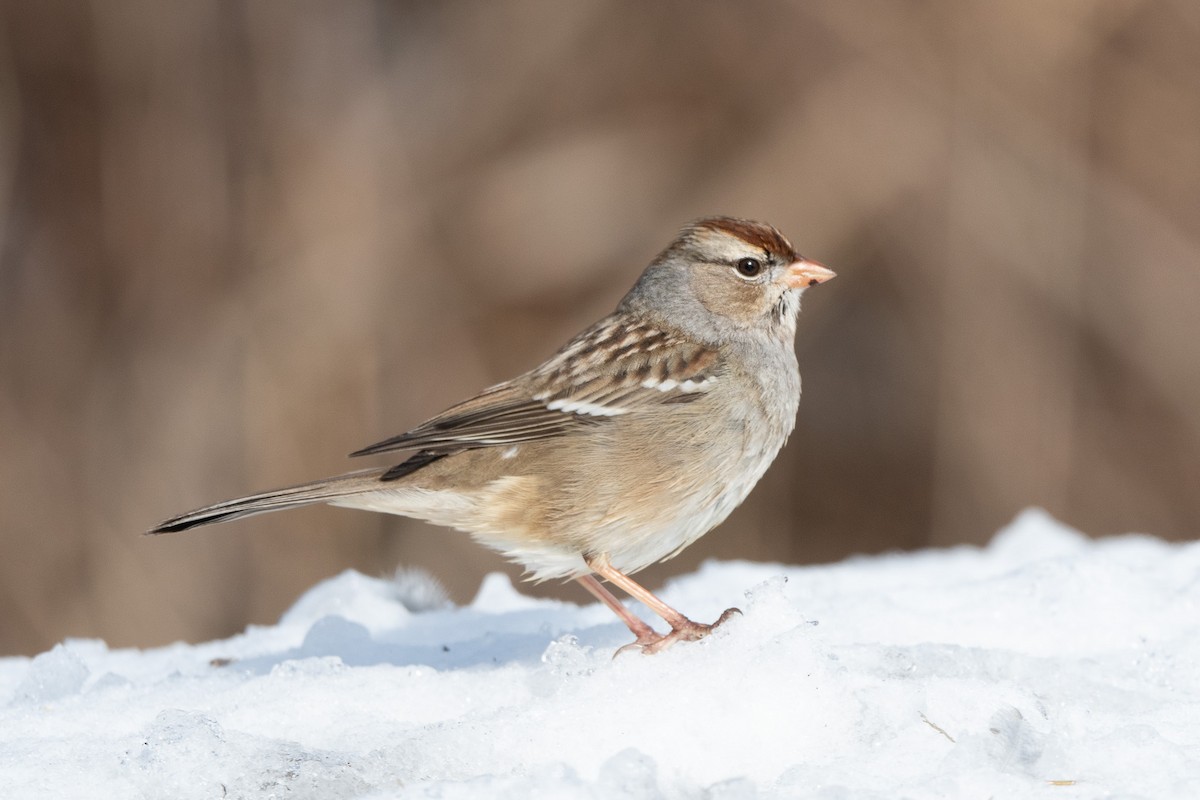 White-crowned Sparrow - ML619887220