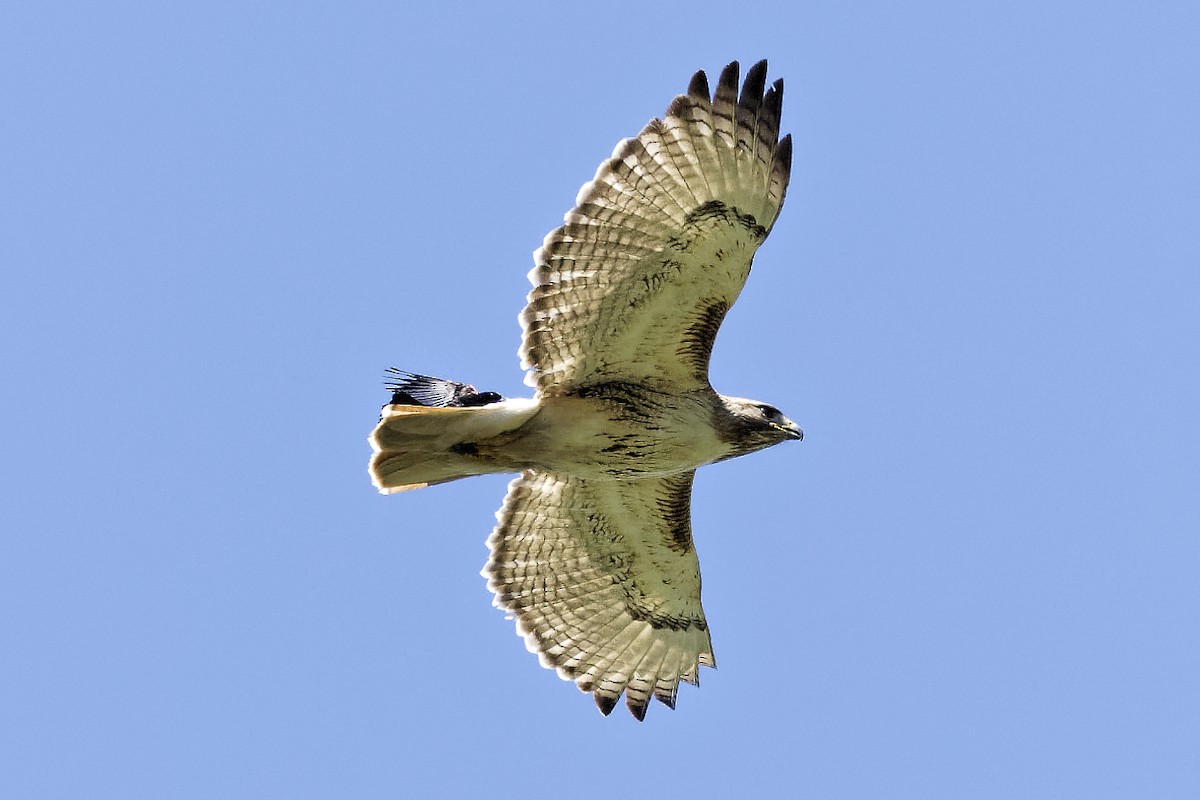 Red-tailed Hawk - ML619887227