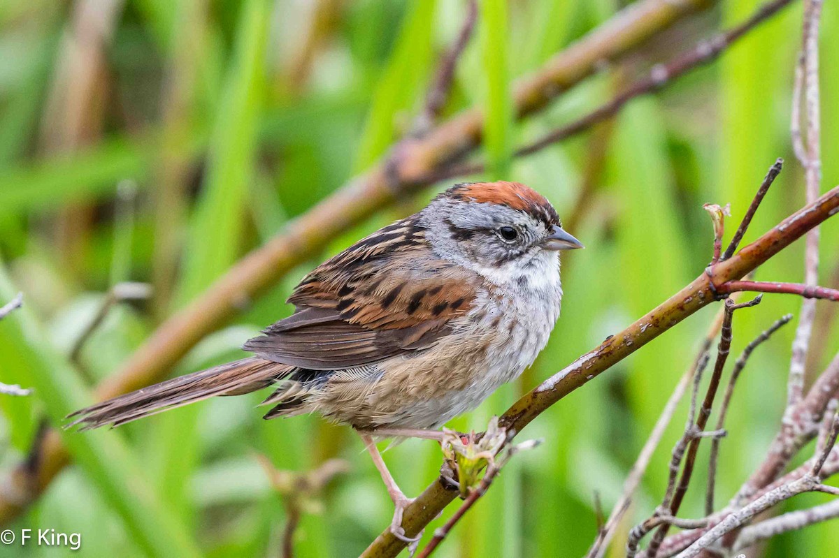 Swamp Sparrow - ML619887234