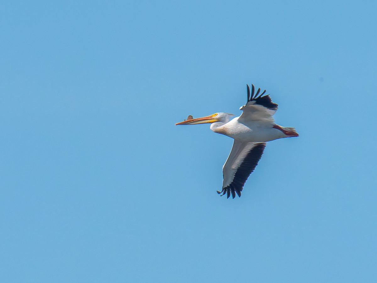 pelikán severoamerický - ML619887252