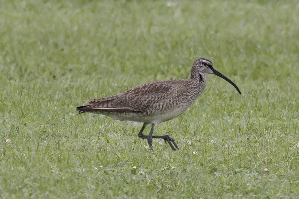 Whimbrel - ML619887260