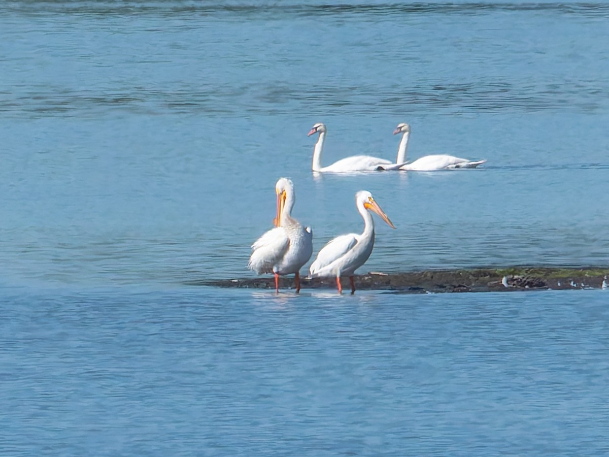 American White Pelican - ML619887263