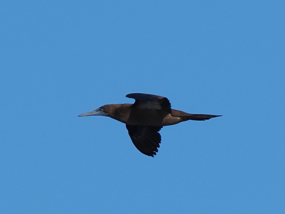 Brown Booby - ML619887266