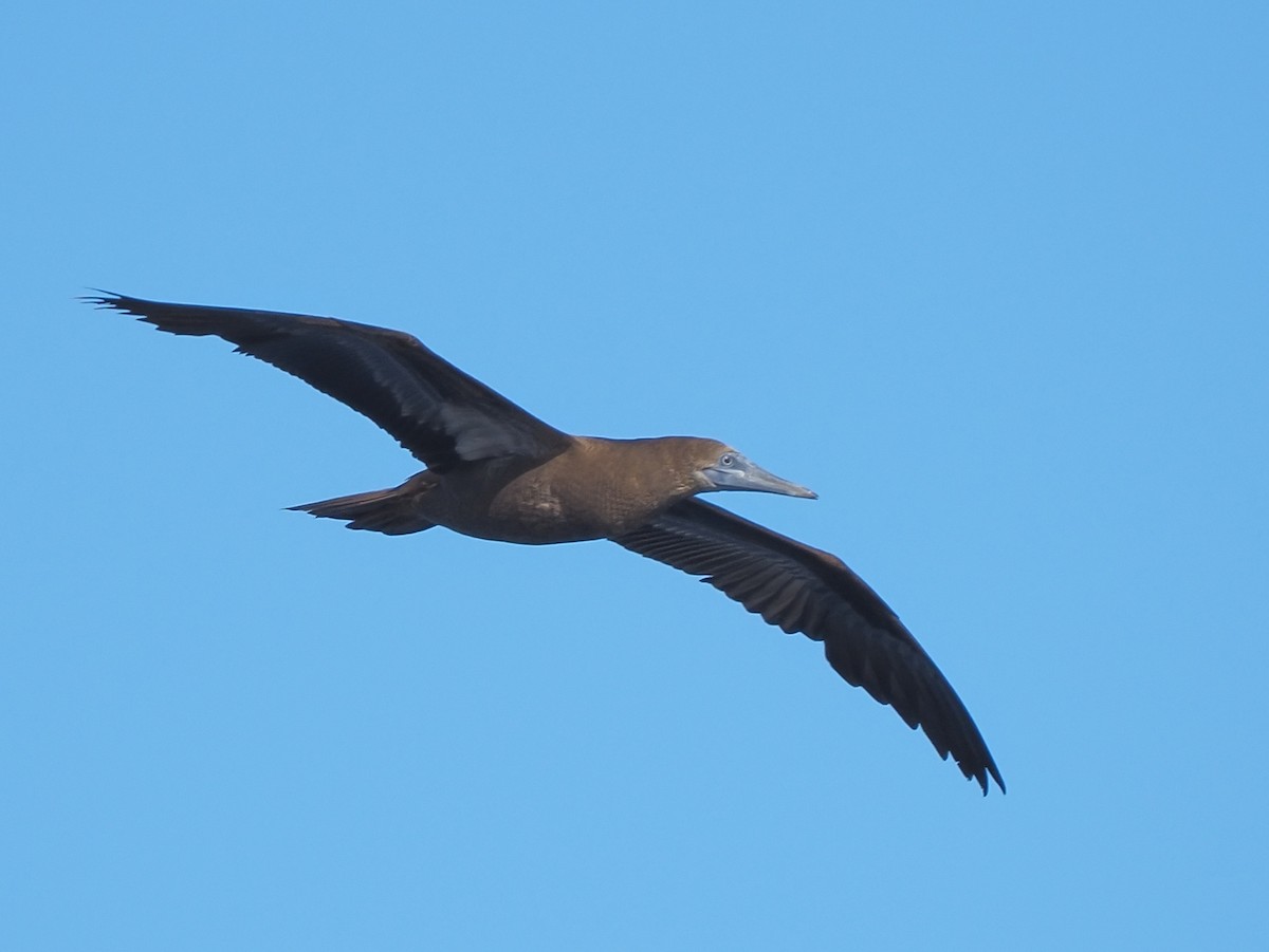 Brown Booby - ML619887267