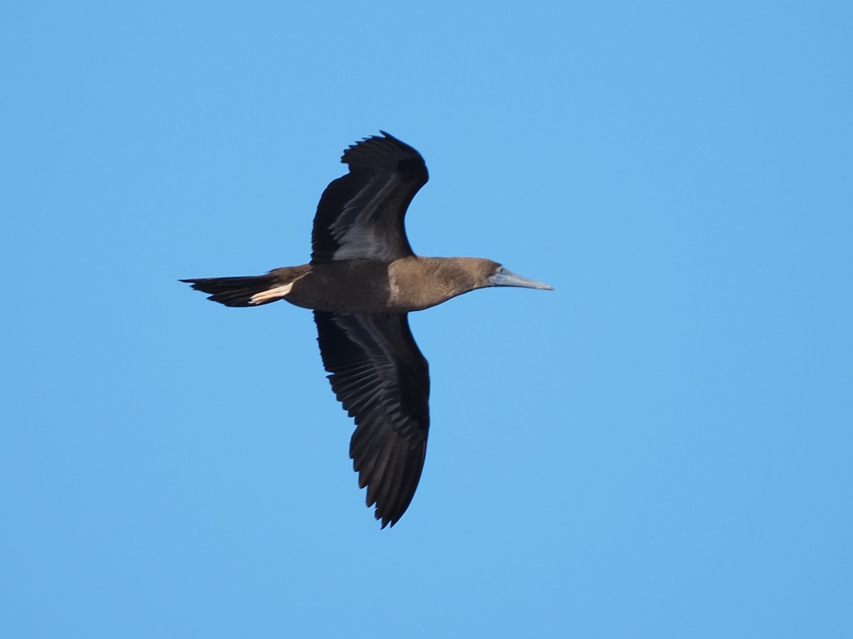 Brown Booby - ML619887268