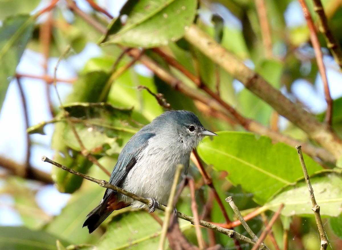 Chestnut-vented Conebill - ML619887279