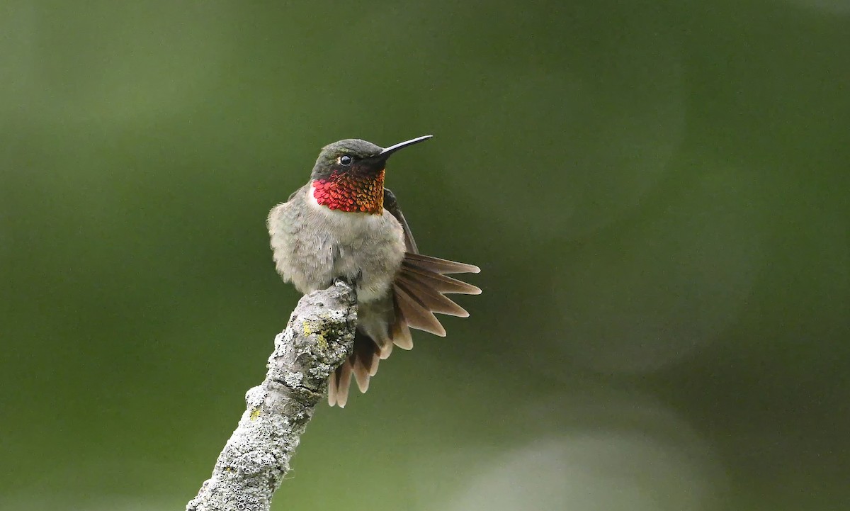 Ruby-throated Hummingbird - ML619887303