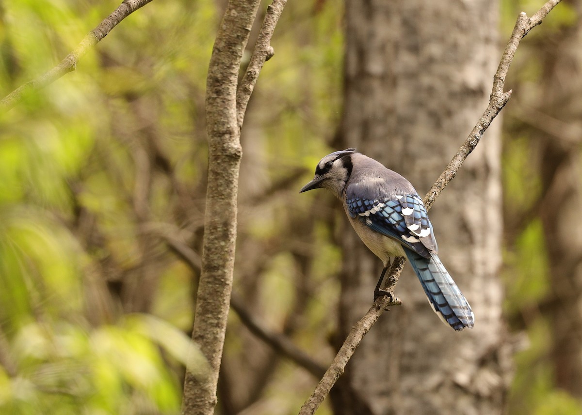 Blue Jay - ML619887304