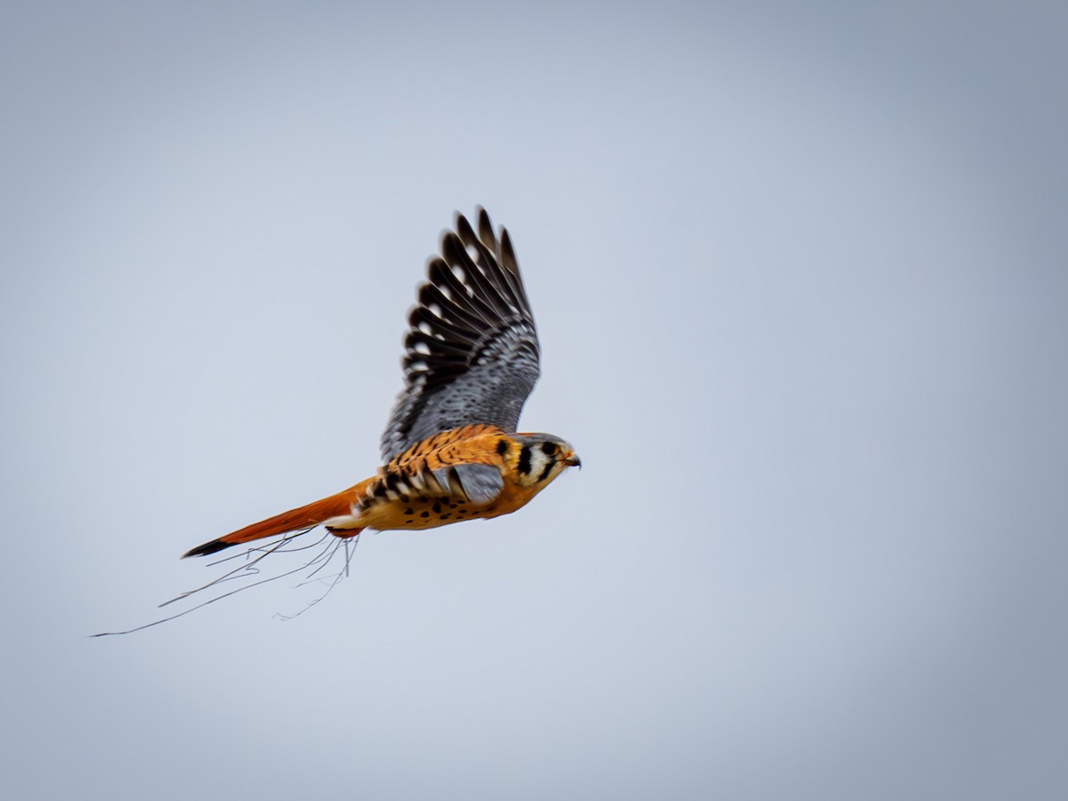 American Kestrel - ML619887309