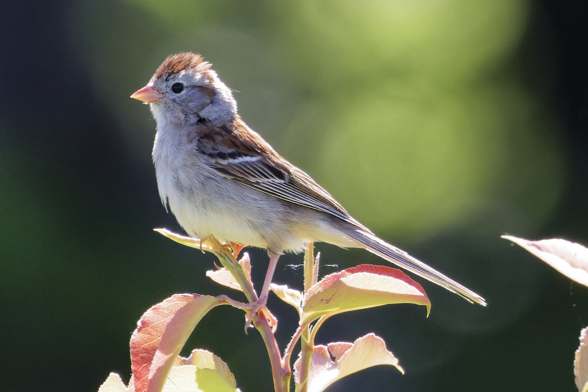 Field Sparrow - ML619887316