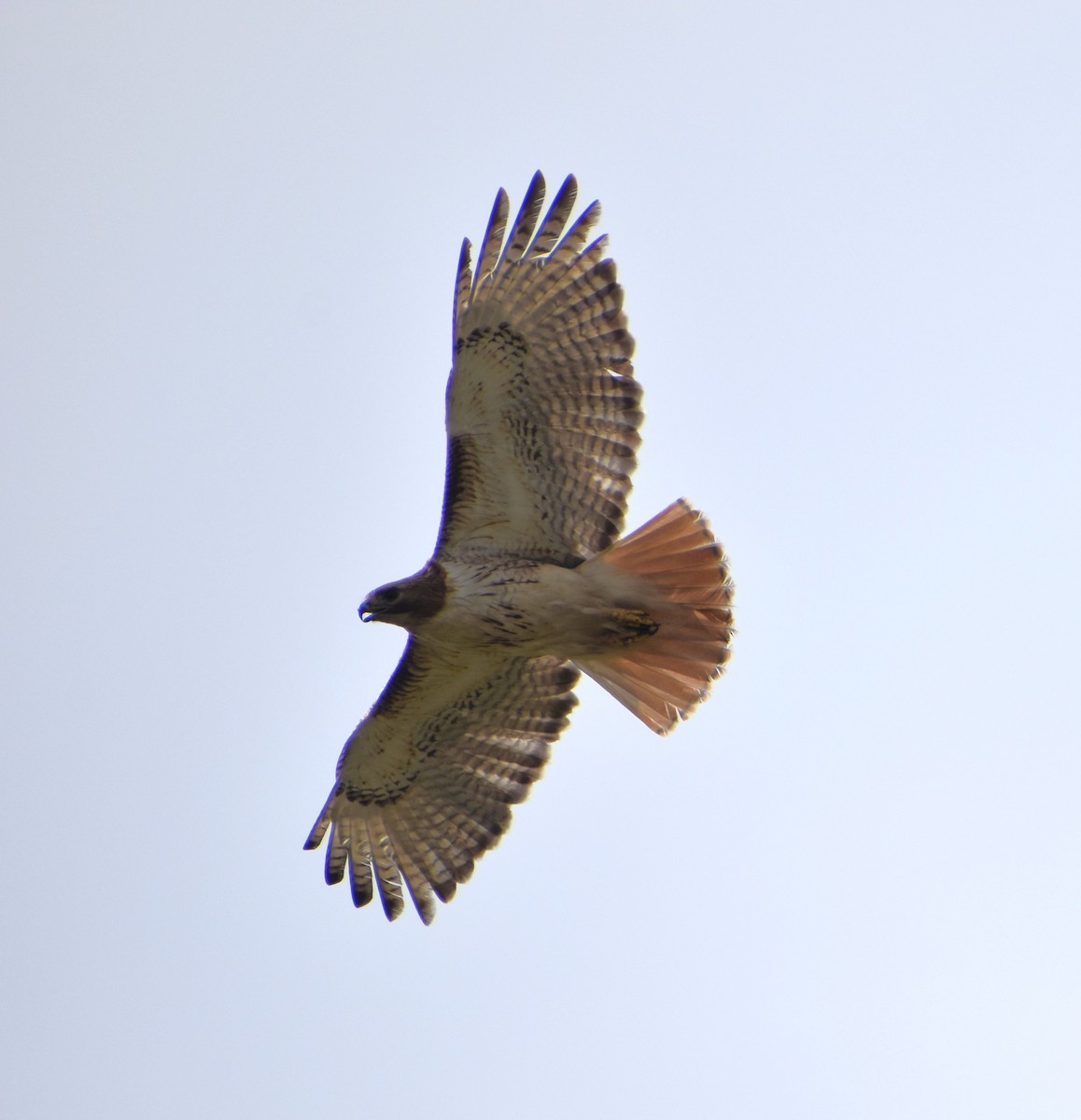 Red-tailed Hawk - ML619887323