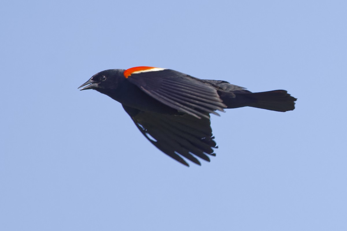 Red-winged Blackbird - ML619887327