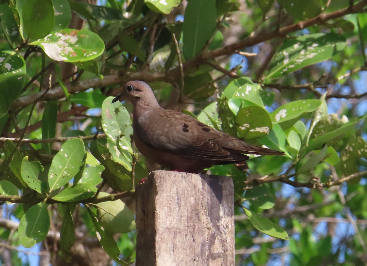 Eared Dove - ML619887334