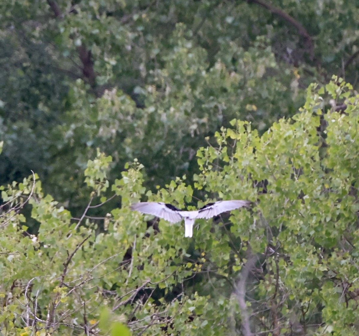 White-tailed Kite - ML619887342