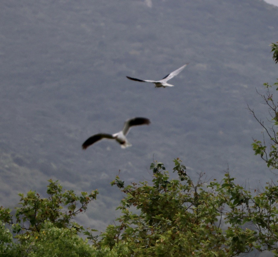White-tailed Kite - ML619887343