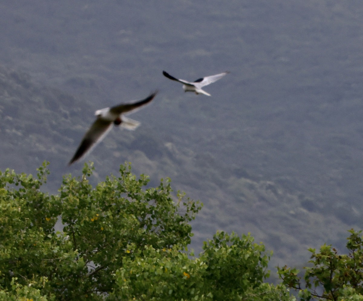 White-tailed Kite - ML619887345