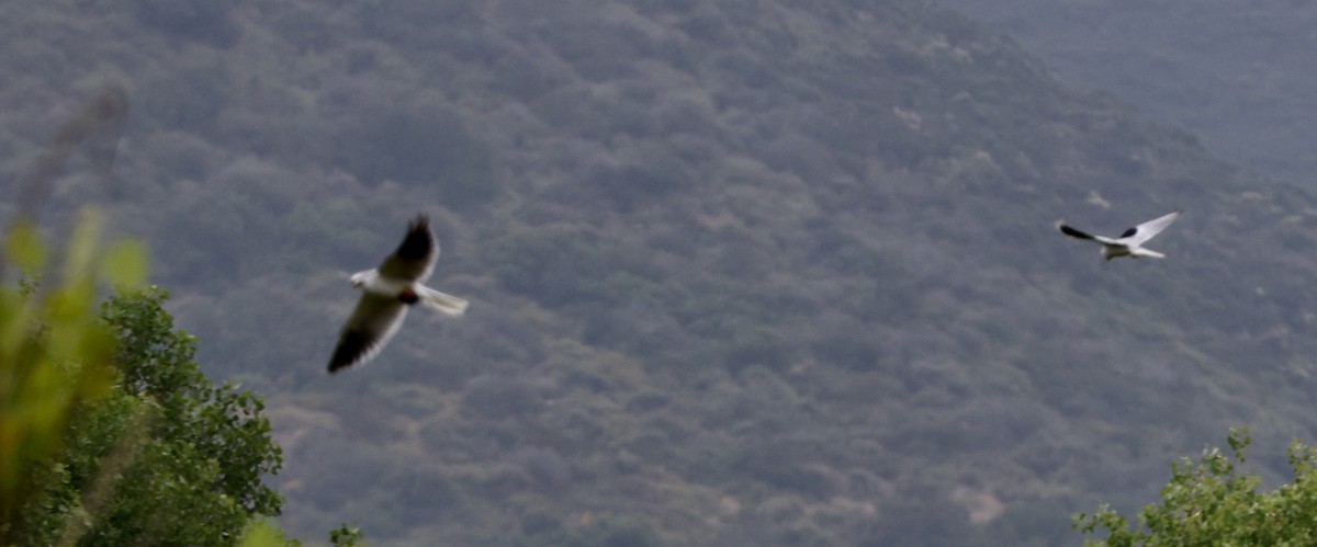 White-tailed Kite - ML619887346