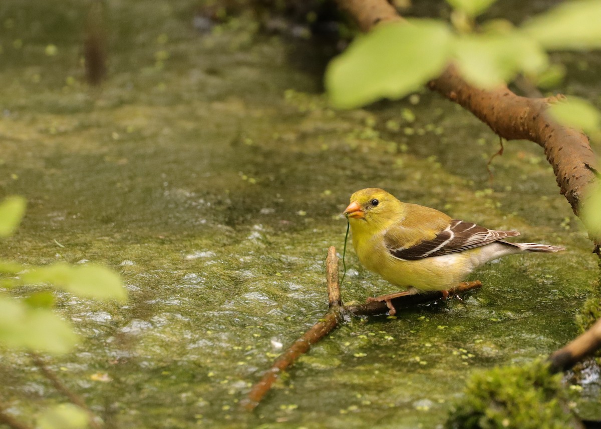 American Goldfinch - ML619887350