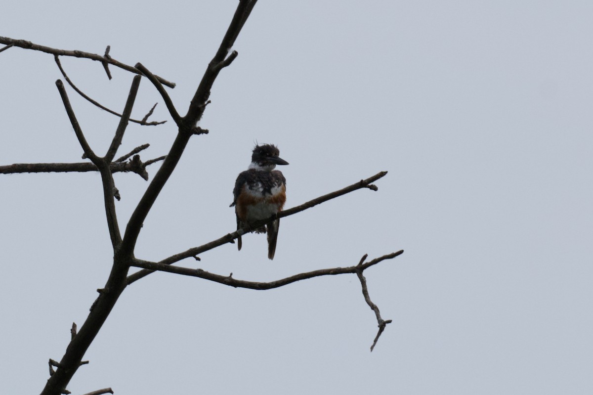 Belted Kingfisher - ML619887353