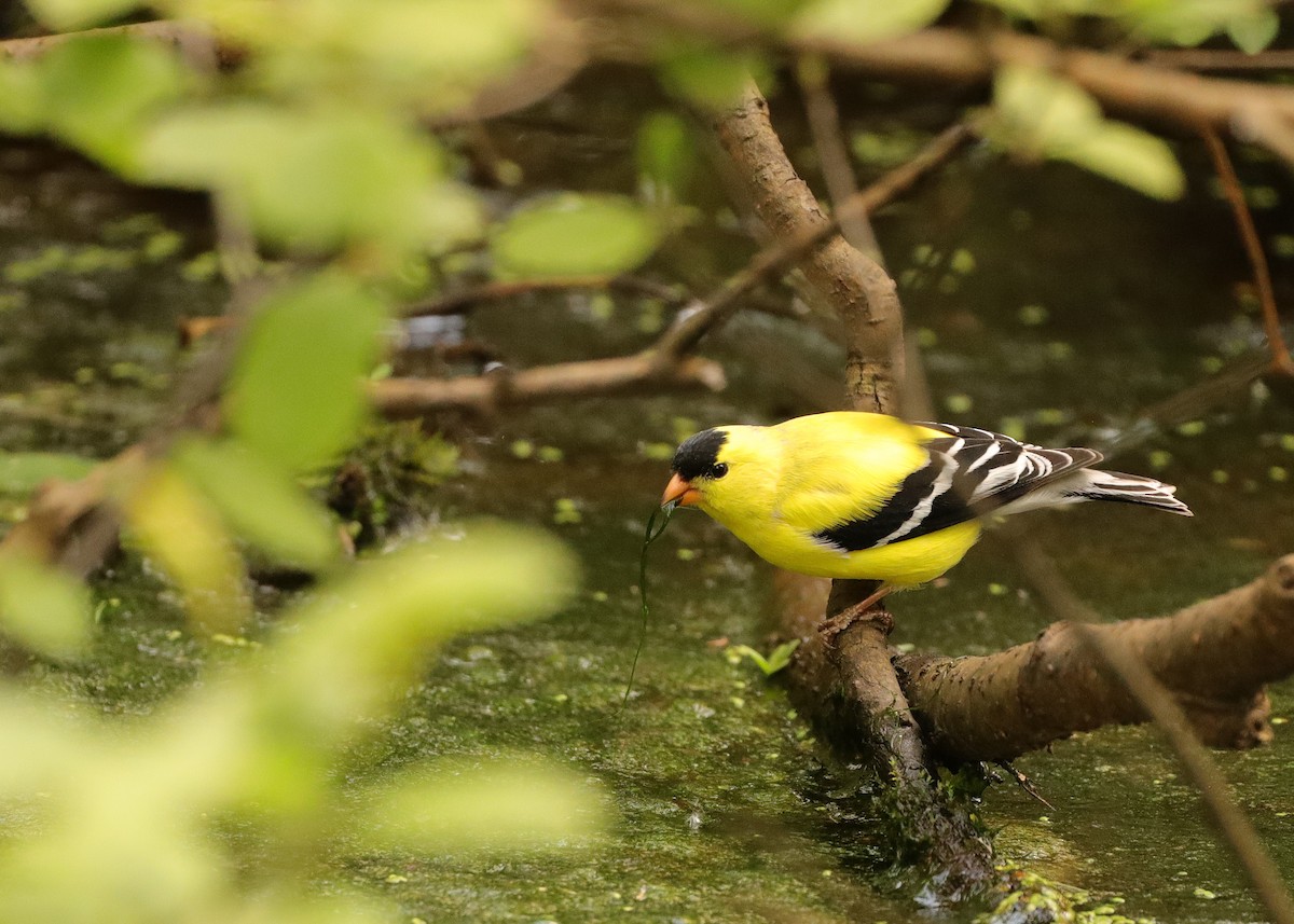 American Goldfinch - ML619887361