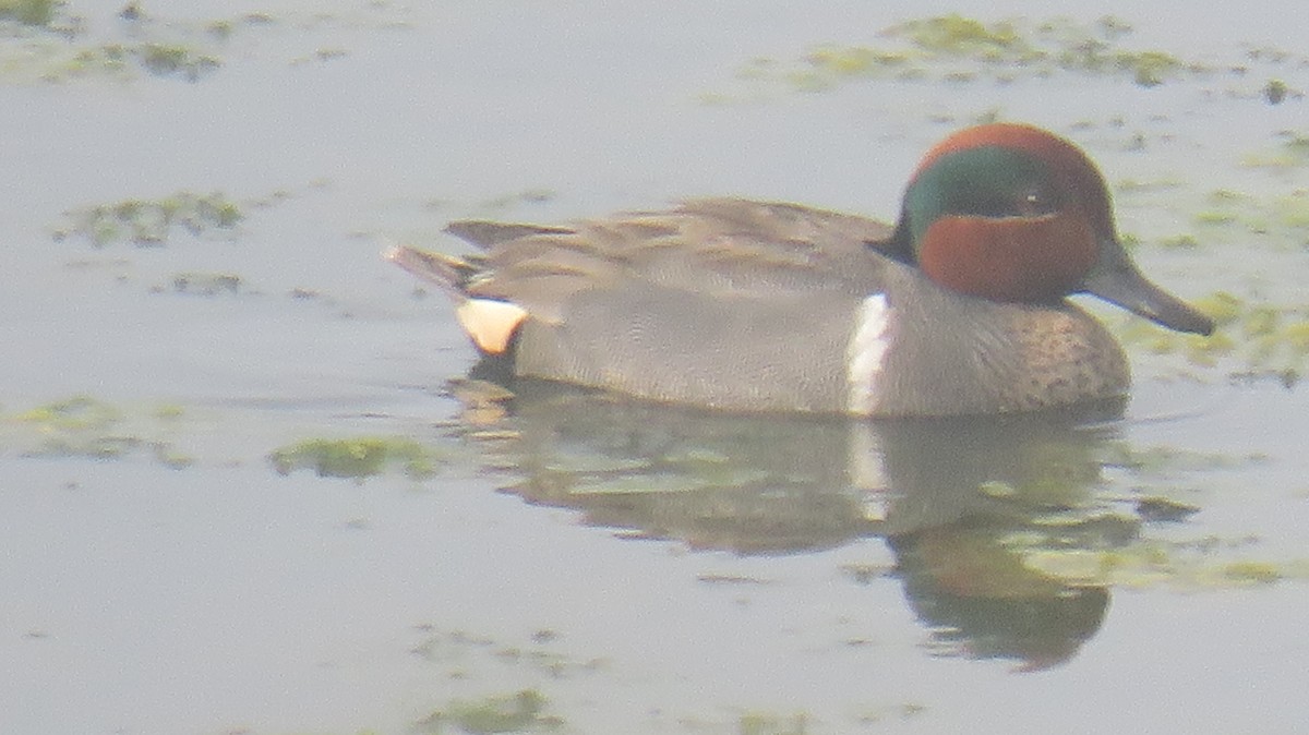 Green-winged Teal - ML619887380