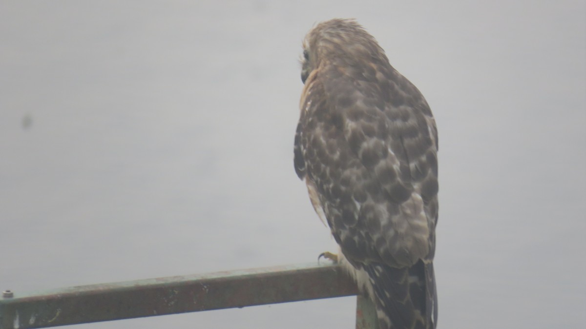 Poiana codarossa - ML619887391