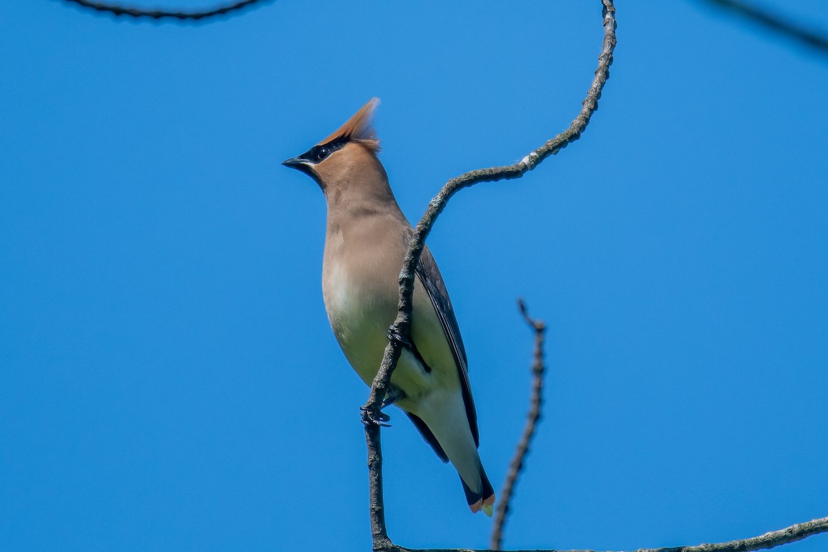 Cedar Waxwing - ML619887402