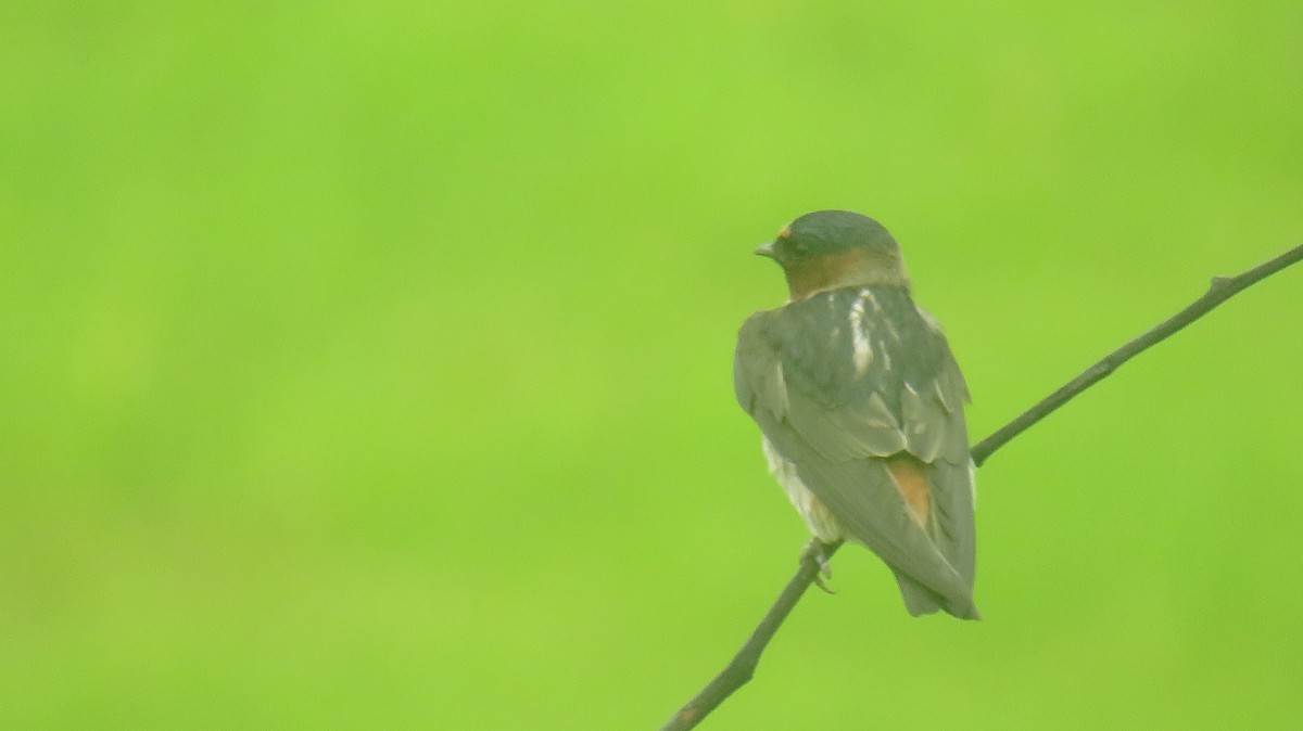 Cliff Swallow - ML619887417