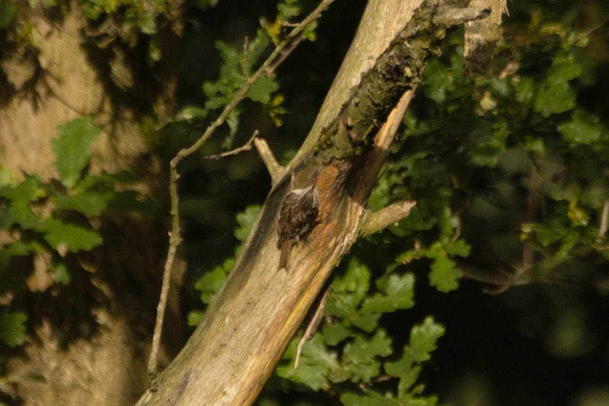 Short-toed Treecreeper - ML619887464