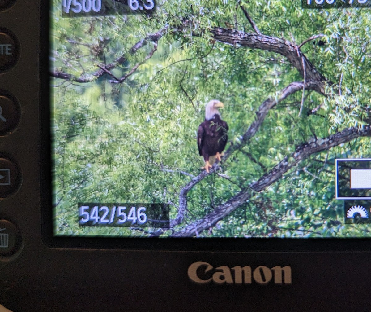 Bald Eagle - ML619887471