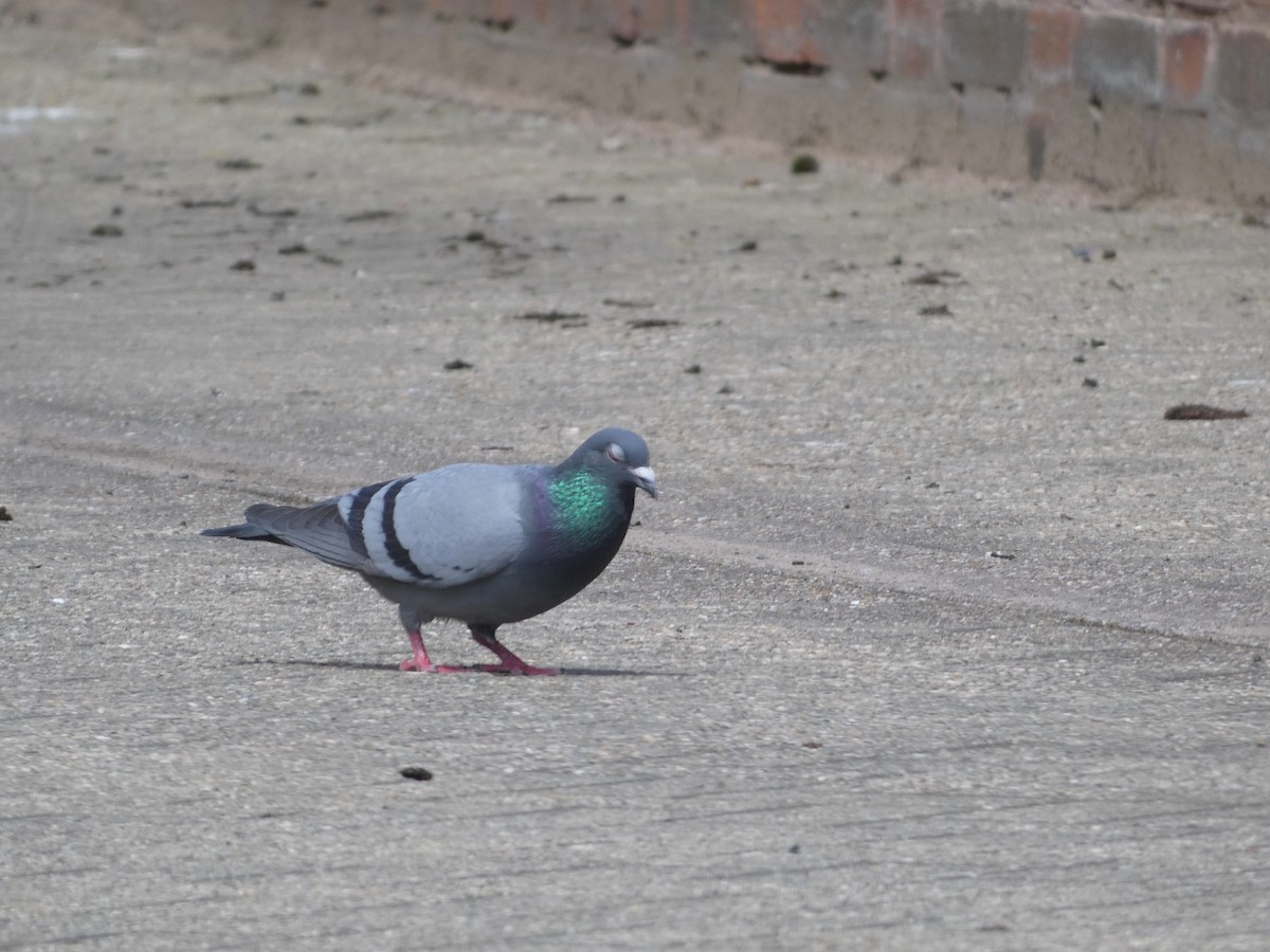Rock Pigeon (Feral Pigeon) - ML619887477