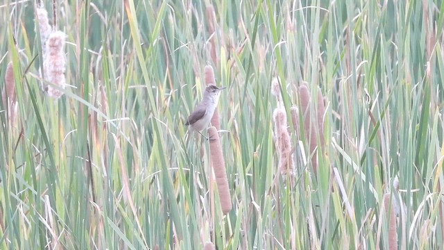 Clamorous Reed Warbler - ML619887478