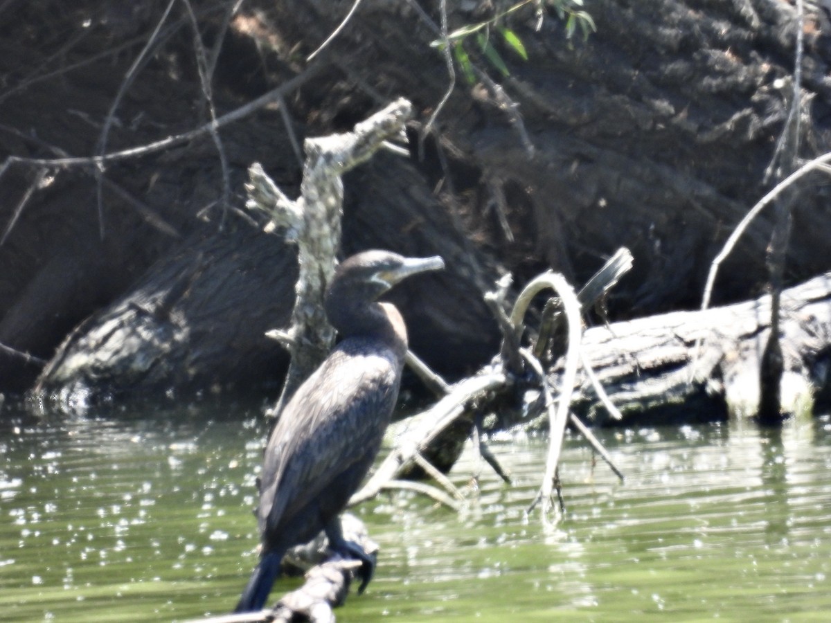 Neotropic Cormorant - ML619887487