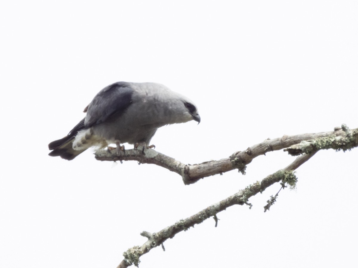 Mississippi Kite - ML619887489