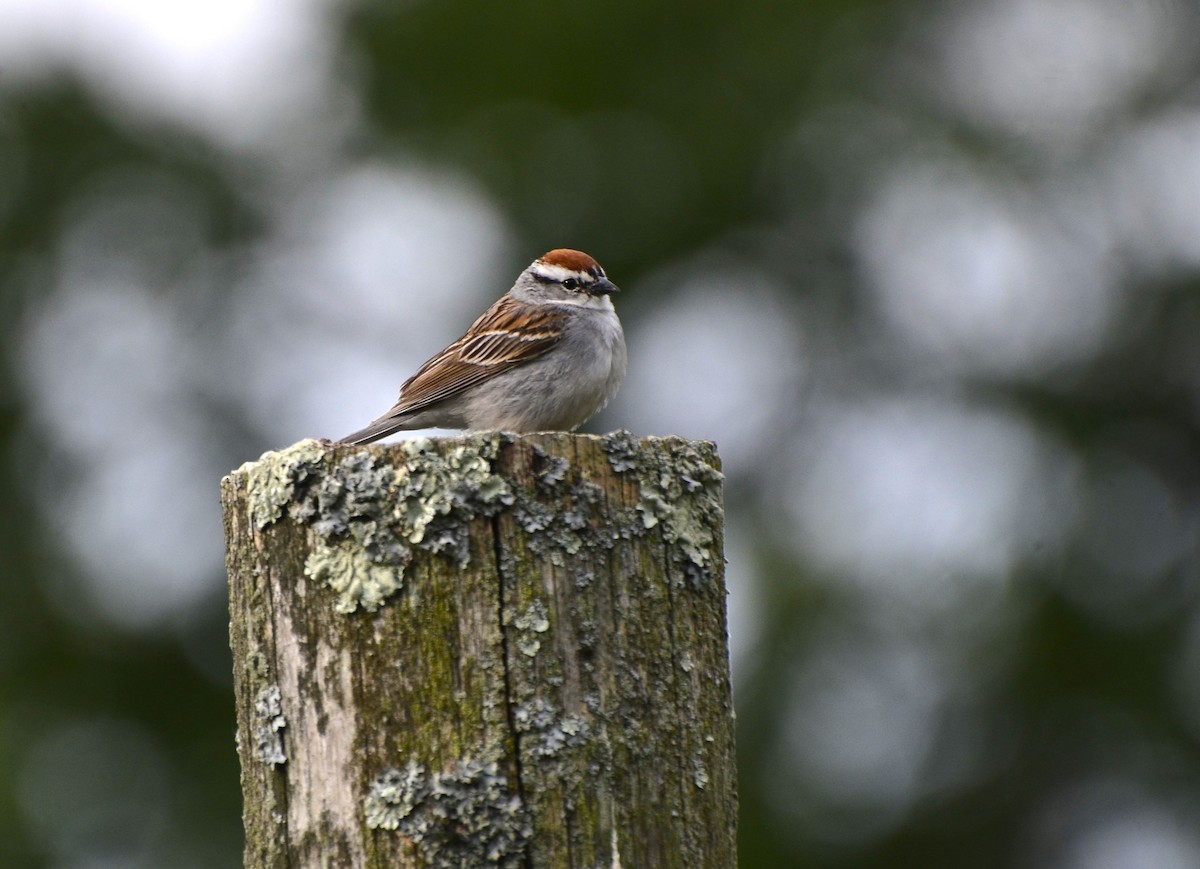 Chipping Sparrow - ML619887498