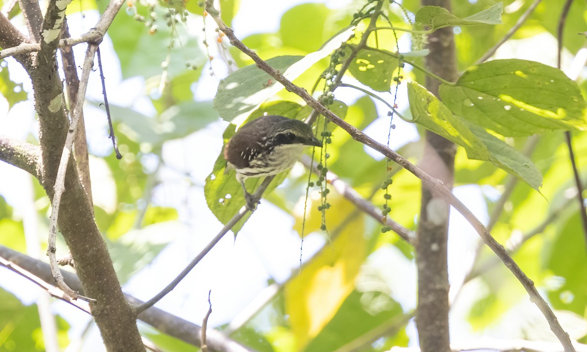 Stripe-breasted Rhabdornis - ML619887500