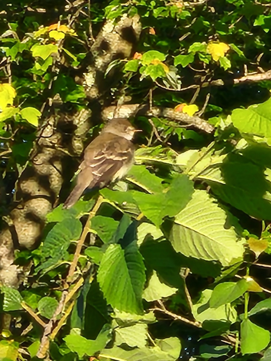 Willow Flycatcher - ML619887506