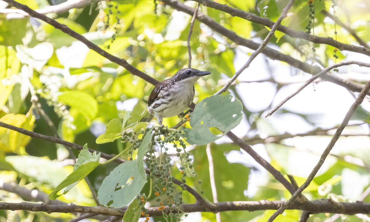 Stripe-breasted Rhabdornis - ML619887507