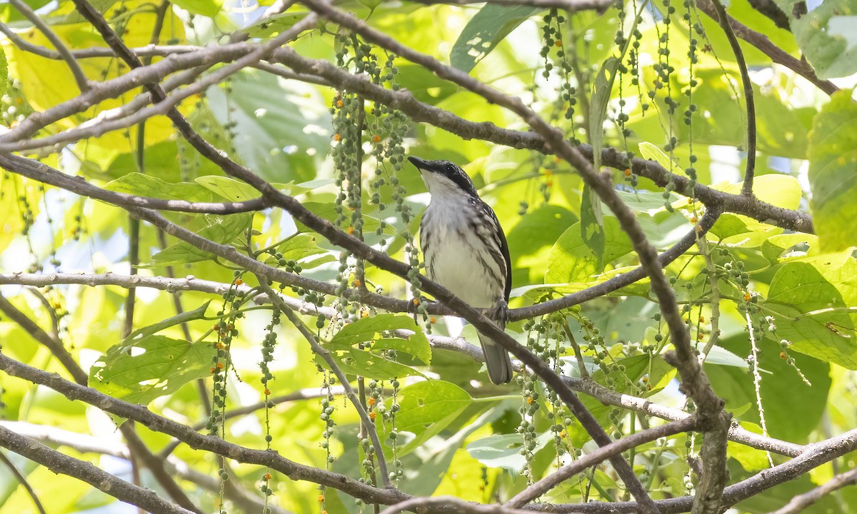 Stripe-breasted Rhabdornis - ML619887510