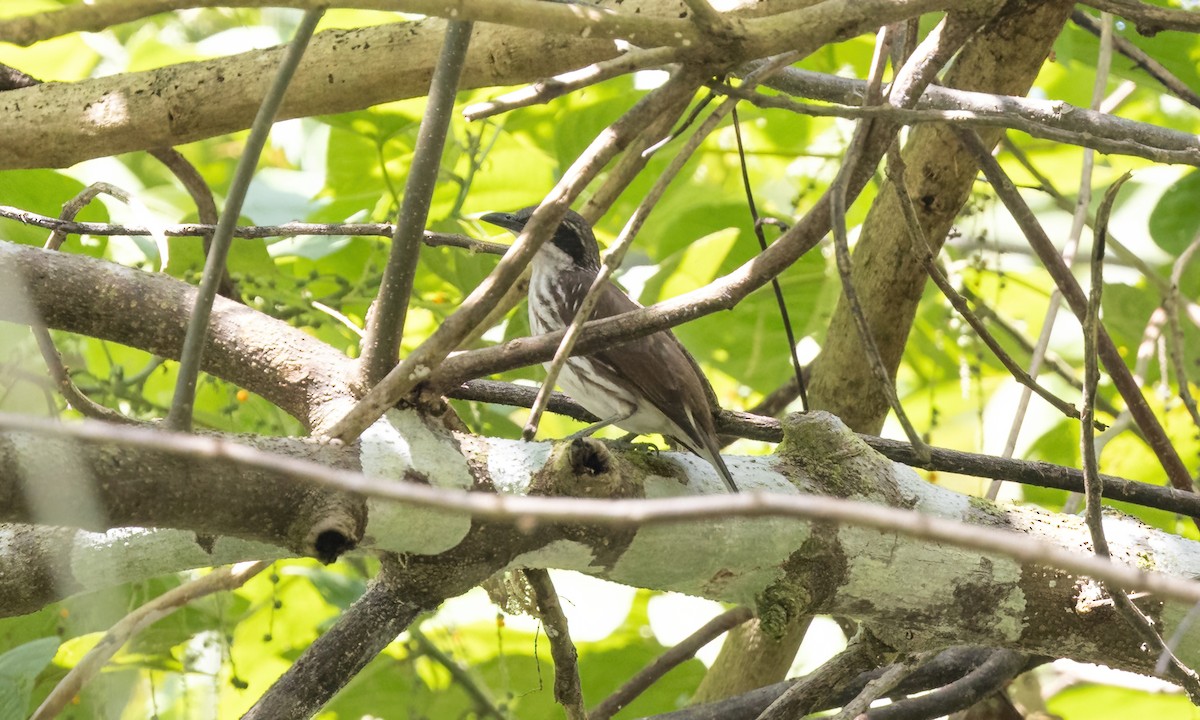 Stripe-breasted Rhabdornis - ML619887511