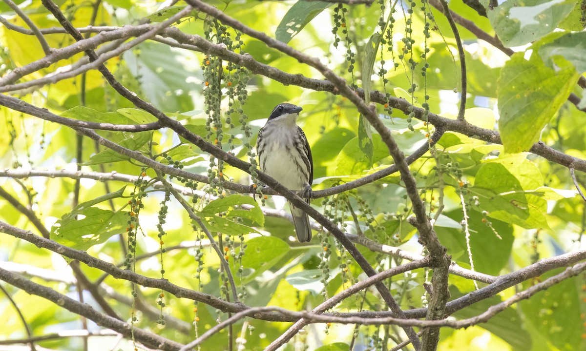 Stripe-breasted Rhabdornis - ML619887512