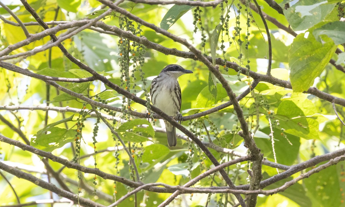 Stripe-breasted Rhabdornis - ML619887513