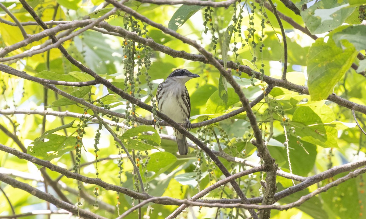 Stripe-breasted Rhabdornis - ML619887514