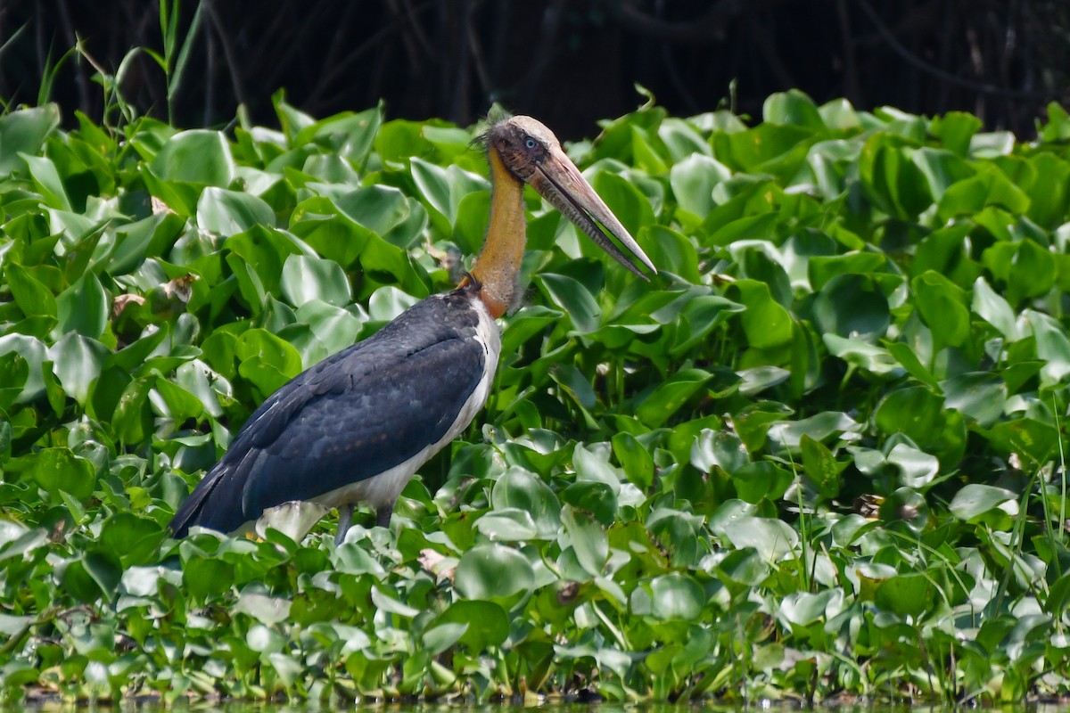 Lesser Adjutant - ML619887528